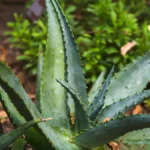 Top 5 Outdoor Plants That Survive Without Water for Weeks Outdoor Plants urvive Without Water