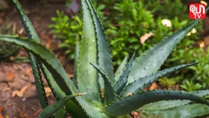 Top 5 Outdoor Plants That Survive Without Water for Weeks Outdoor Plants urvive Without Water